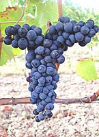 Bouchales fr g1 07.jpg