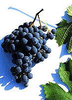 Granita fr 1 entav.gif