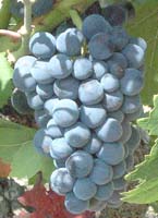 Brun fourca fr 2186.jpg