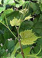 Gamay bo.jpg