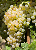 Ugni blanc fr -40vinsrhone.jpg