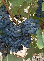 Chenanson fr p4276.jpg