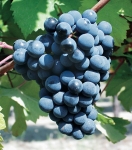 Ekigaina grappe.jpg