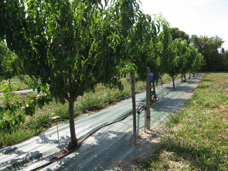 Image Utiliser des paillages ou mulchs sur le rang en verger.jpg