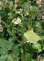 Pinot n bo 1647.jpg