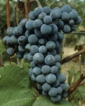 Seinoir grappe.jpg