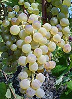 Carricante fr 1 www.cuntu.it.jpg