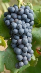 Dolcetto gr sp 1.jpg