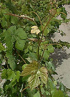 Riminese bo 2645.jpg