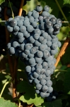 Grandnoircalmette gr sp 2 cr.jpg
