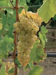 Chasselas grappe.jpg