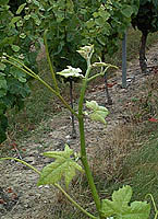 Ondenc bo 2680.jpg