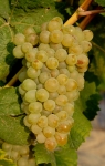 Rossolabianca gr tl3 modif plantgrap.jpg
