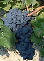 Gamay fr 3.jpg