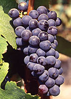 Trousseau fr entav.jpg