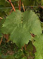 Chatusfe1363.jpg