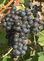 Etraire fr gr5138.jpg