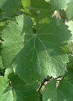 Negrette fe 1164.jpg