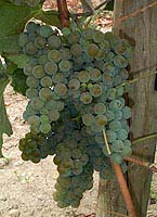 Petit manseng fr 1.jpg