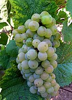 Arbois fr b440.jpg