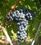 1672 feteasca neagra gp cs cr.jpg