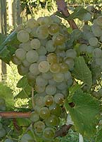 Semillon fr 2076.jpg