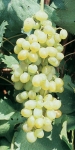 Sulima b grappe.jpg