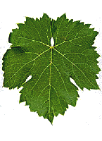 Teoulier bl fe eu-vitis de.gif