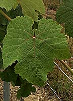 Courbu no fe 2971.jpg