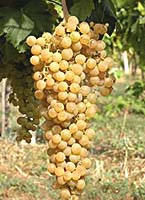 Riminese fr www.xtrawine.com.jpg