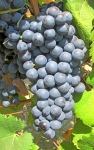 Reclia img 7347 crnv.jpg