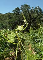 Nebbiolo bo d4009.jpg