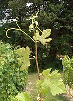 Segalin bo g4146.jpg