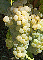 Arvine fr 3227.jpg