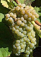 Arvine fr 3230.jpg