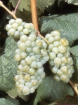 Courbu b grappe .jpg