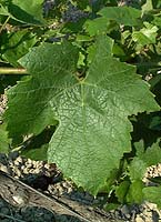 Gamay fe 1665.jpg