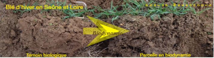 Biodynamie intérêt.jpg