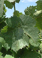 Aranel fe 3095.jpg