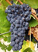 Syrah fr g1 07.jpg