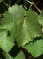 Arbois fe 1900.jpg