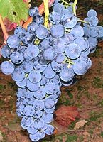 Chambourcin fr b2446.jpg