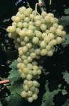 Cannerseedlessb grappe.jpg