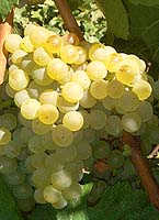 Chardonnay fr 2044.jpg