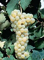 Merlot bl fr entav.jpg