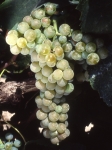 Gros manseng b grappe .jpg