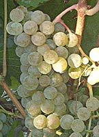 Gros manseng fr mtp 5626.jpg