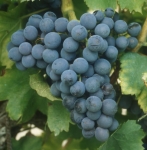 Grenache n grappe .jpg