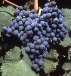 Fuella nera n grappe .jpg