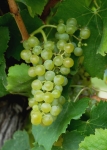 1260 fiano gp cr.jpg